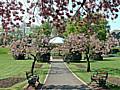 Cherry blossom in bloom at Hare Hill Park