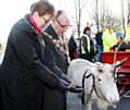 The Mayor and the Mayoress feed a reindeer