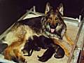 Happy family. Ruby and her puppies before the training process begins