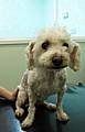 Dumped: This dog was found tied to a tree in the North West of England