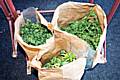 Three sacks full of cannabis found during a raid in Castleton earlier this month