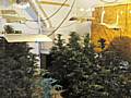 Success: Police uncover a £30,000 cannabis farm