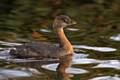 The Pied-billed Grebe at Hollingworth Lake