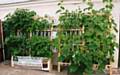 Vertical Vegetable Growbag