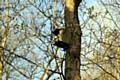 Many birds, such as tits and wrens, use nestboxes as safe places to sleep through the autumn and winter