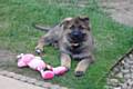 Katy White-Foot in her new home now known as Remi and destined to be a police dog. Don’t let the cute pink toy fool you as this will shortly be disembowelled. Good luck and best wishes to her handler, Terry