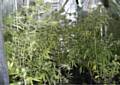 Cannabis plants recovered in Rochdale