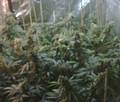 Cannabis farm Rochdale