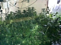 Some of the plants found by police