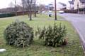 The Christmas trees which were dumped close to the official collection point