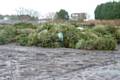 Just some of the real Christmas trees local residents sent for recycling