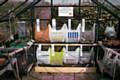 Supermarket carrier bags used as hanging containers for growing vegetables 