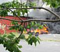 Old tyres piled up by the front door of the building and set alight