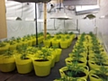 Cannabis farm