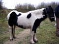 The cob-type filly found dumped on some scrub land in Heywood last December