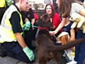 Firefighters and volunteers reunite Shaw residents with pets