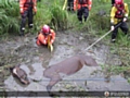 Jeremy the shire horse recued by firefighters