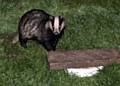 Badgers under threat in Wallbank house-building scheme 