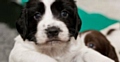 Greater Manchester Police search dog puppy