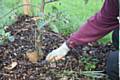 Create your own leaf mould - which you can use to mulch your tree - adding the nutrients back to the soil