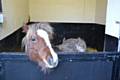 Shetland pony rescued from the Ewood area 