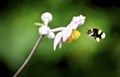 Bee and flower