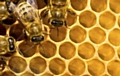 bees in a hive