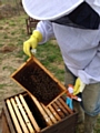 Flat Stanley bee keeping in Wales