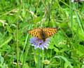 A Dark Green Fritillary (Argynnis aglaja), photo: Clive Mountney