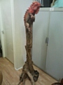 A similar Iguana driftwood sculpture to the one stolen