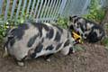 Hettie and Lottie, the new additions to the life sciences development at Hopwood Hall College