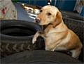 Mo - GMP general-purpose police dog in training. 