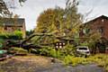 Storm fells tree in Littleborough 