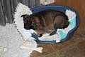 Seven-week-old puppy is sound asleep so we can leave him in his pen for the night