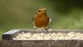 A Robin on bird table in a garden