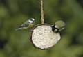 A Blue tit and a Great tit 