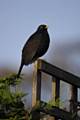 A male blackbird perched on garden fence
