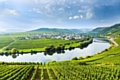 Vines are planted along the steep embankments of the rivers in Germany