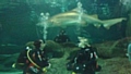 Harriet Barker (right) diving with sharks