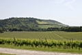 English vineyard in Surrey