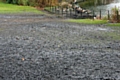 Canada Geese at Springfield Park and a large patch of mud where the geese have destroyed the grass