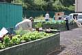 Growing sessions have started up again at Q Gardens for those keen to learn gardening skills and grow their own food