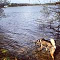 A dog at Hollingworth Lake (stock photo)