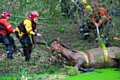 Firefighters from Heywood fire station helped to save Ruby, a one eyed horse who had fallen into a river