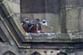 Four Peregrine Falcon chicks in a nest in Town Hall clock tower