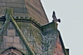 Peregrine Falcons nesting in the Town Hall clock tower