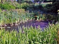 Broadfield Park Pond