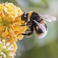 Great British Bee Count 2015