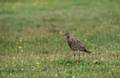 Curlew