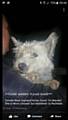 Female West Highland terrier found in Marske 